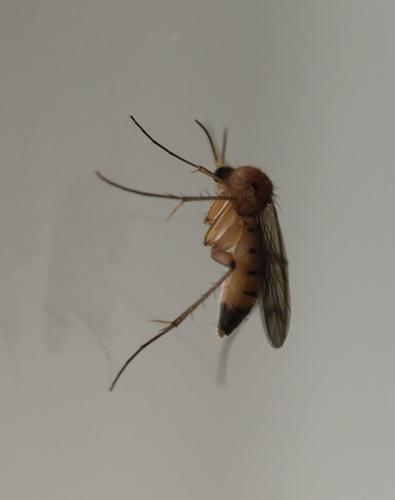 Leia sp.